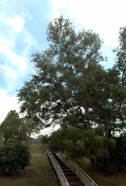tree photo