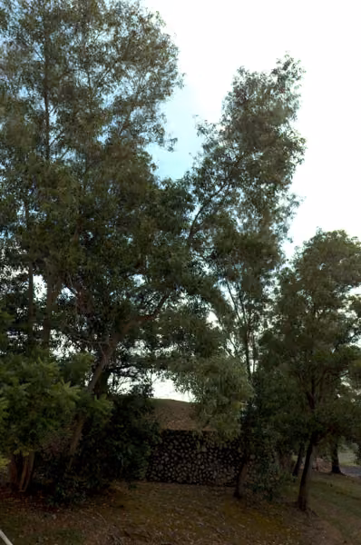 tree photo