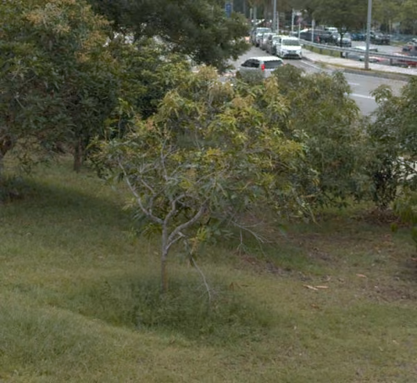 tree photo
