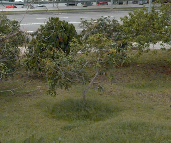 tree photo