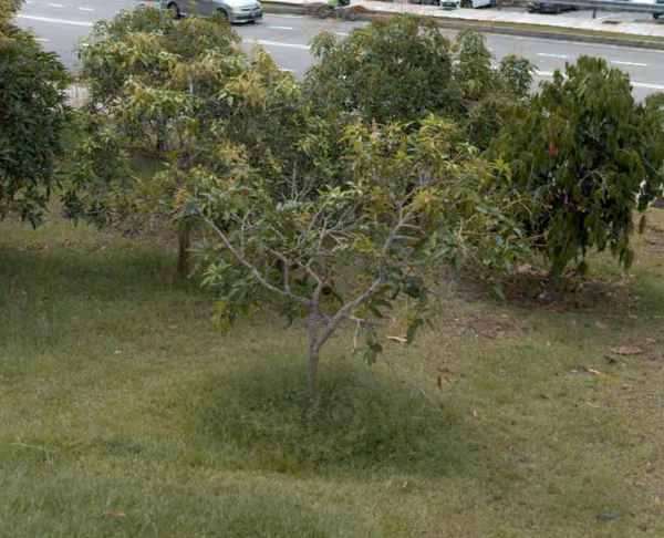 tree photo