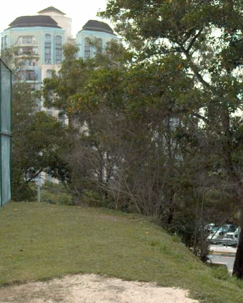 tree photo