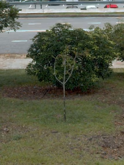 tree photo