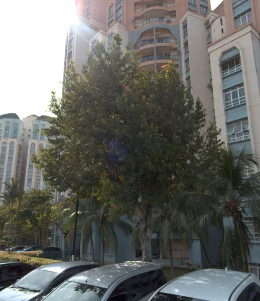 tree photo