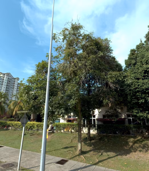 tree photo