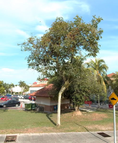 tree photo