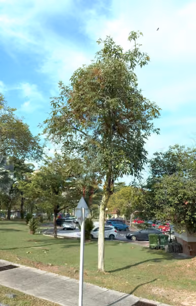 tree photo
