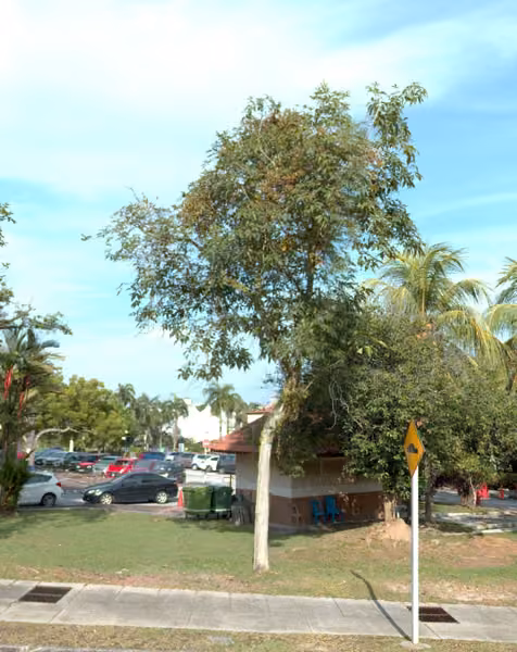 tree photo