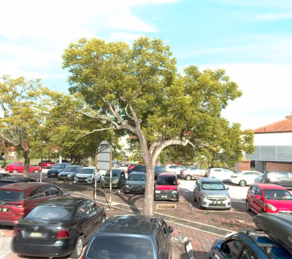 tree photo