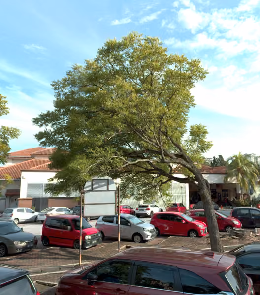 tree photo