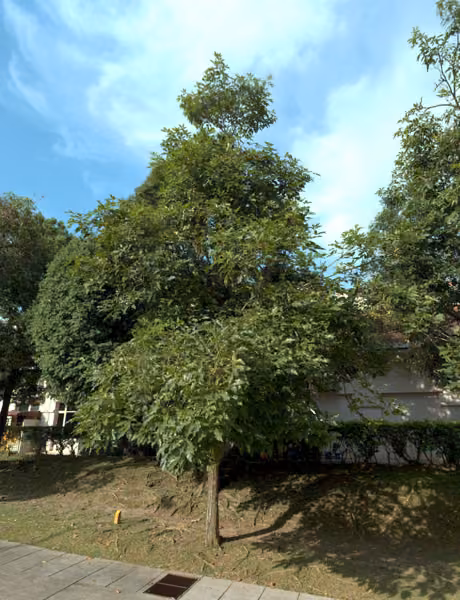tree photo
