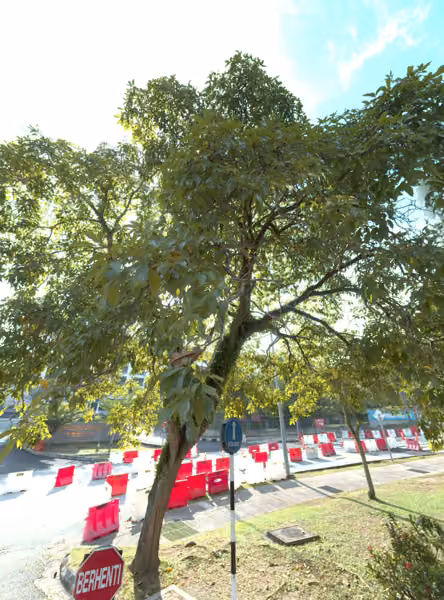 tree photo