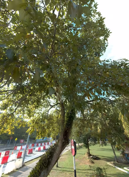 tree photo