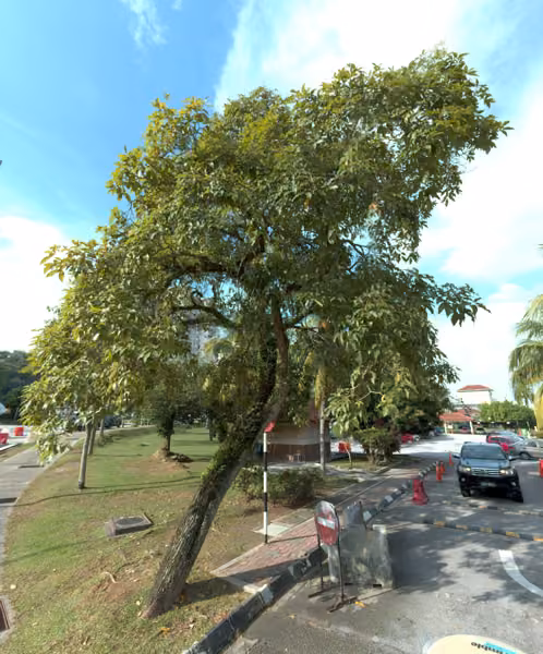 tree photo