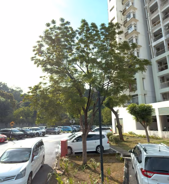 tree photo