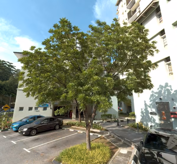 tree photo