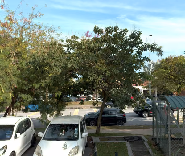 tree photo