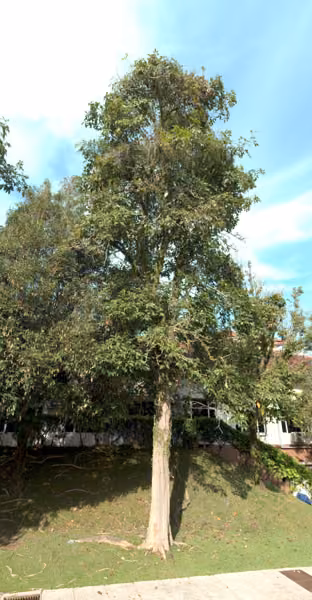 tree photo