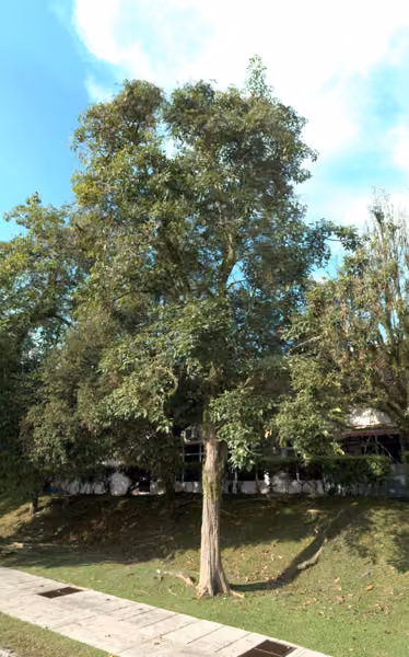 tree photo