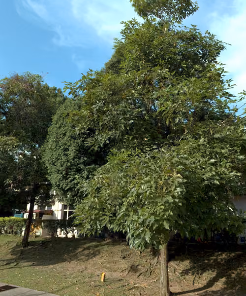 tree photo