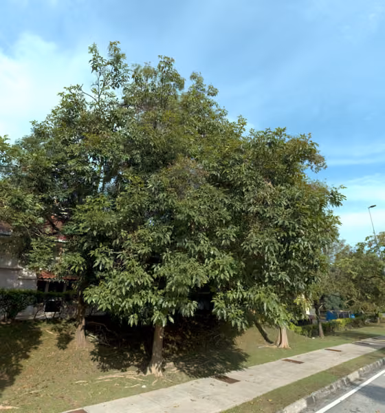 tree photo