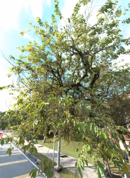 tree photo