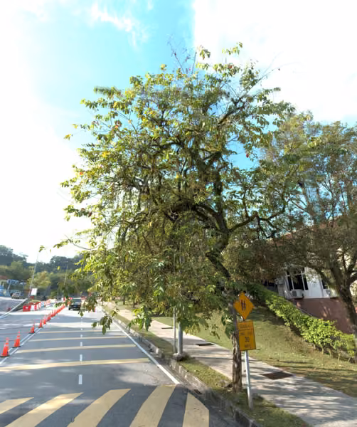 tree photo
