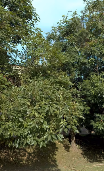 tree photo
