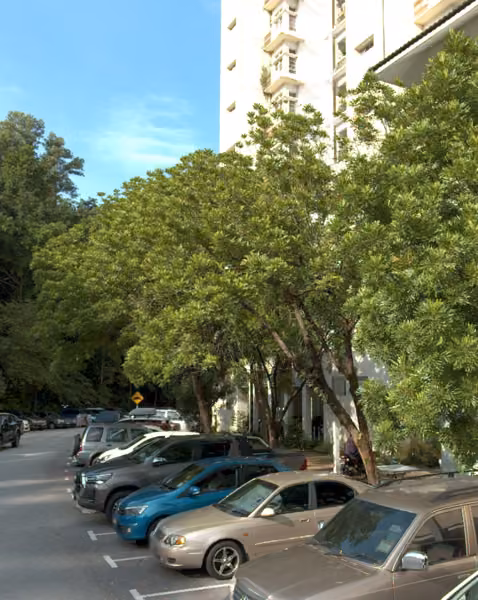 tree photo
