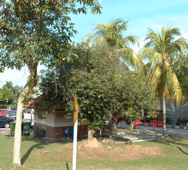 tree photo