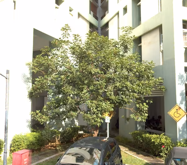 tree photo