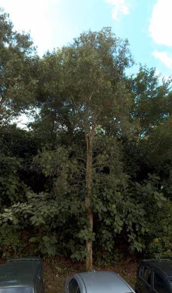 tree photo