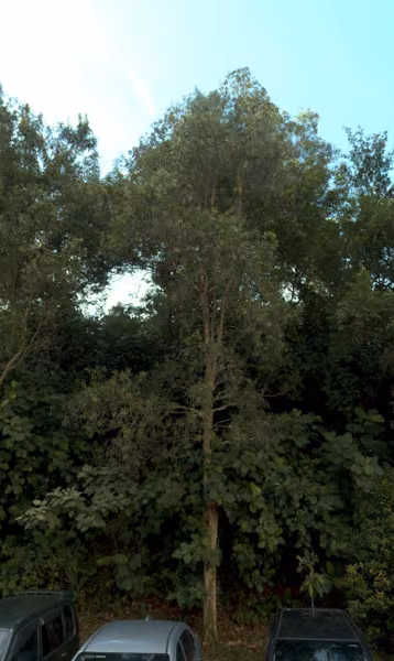 tree photo