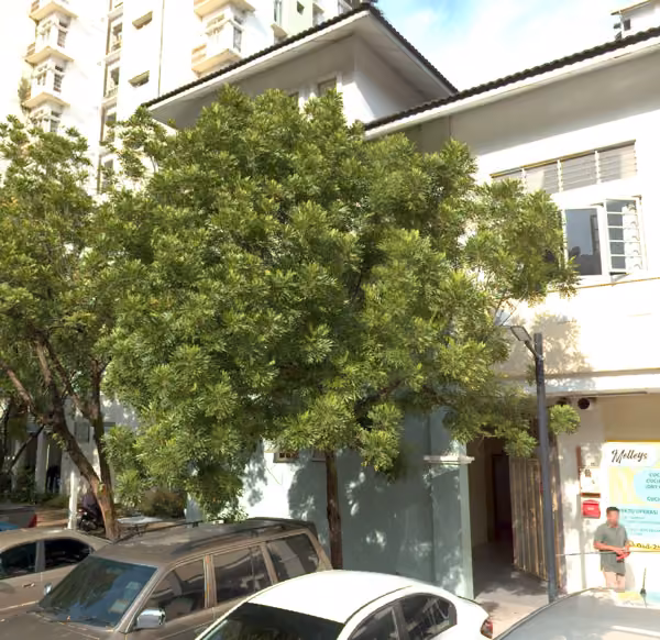 tree photo
