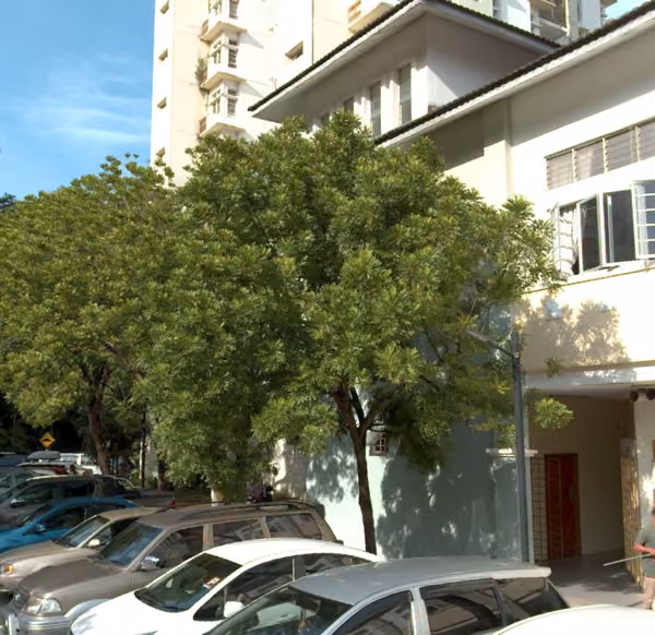 tree photo