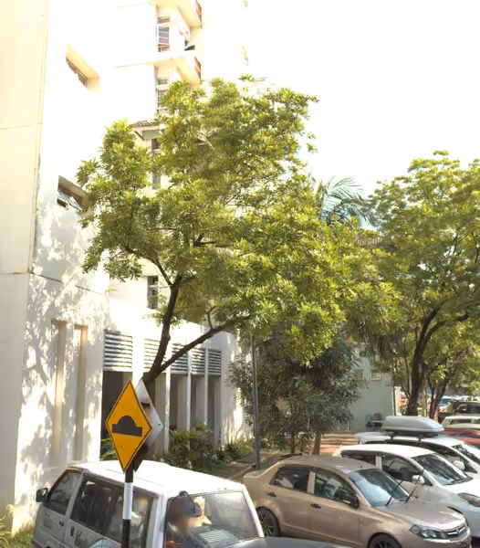 tree photo