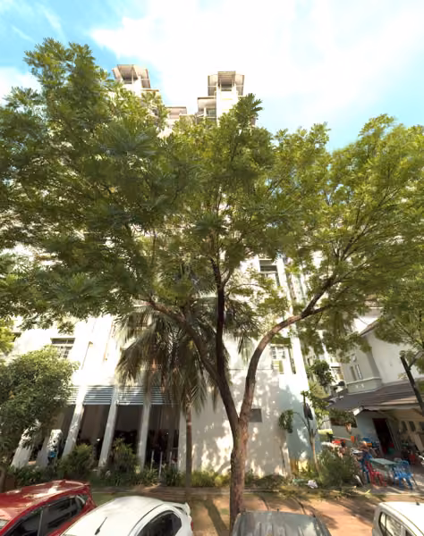tree photo