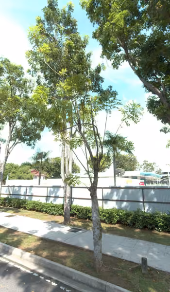 tree photo
