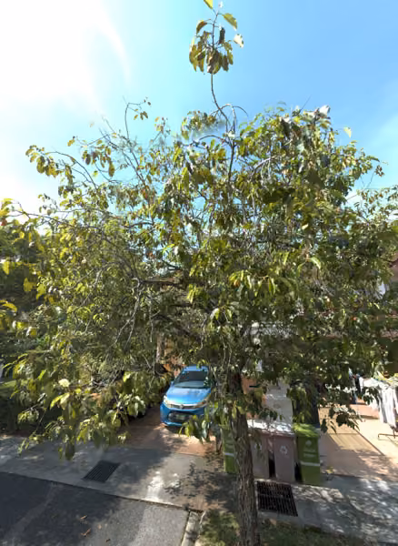 tree photo