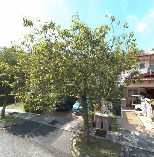tree photo