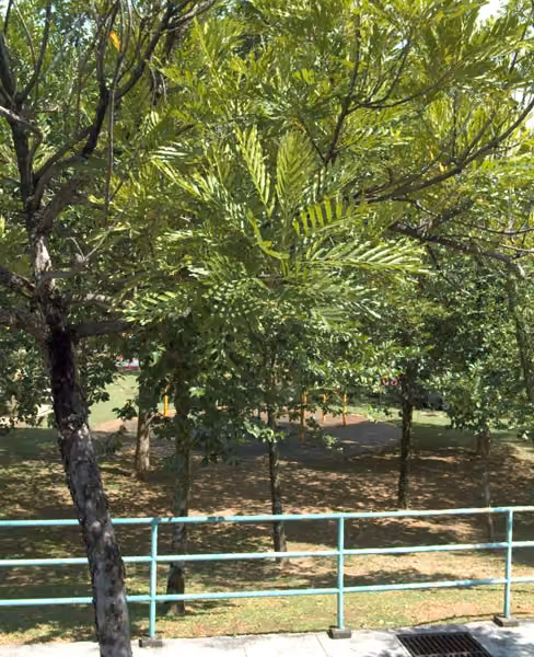 tree photo