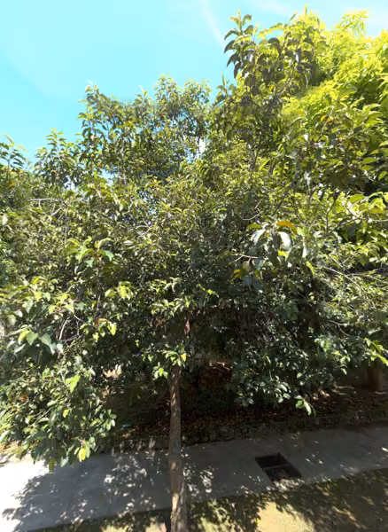 tree photo