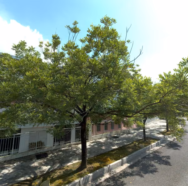 tree photo