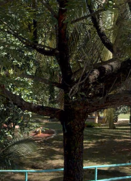 tree photo