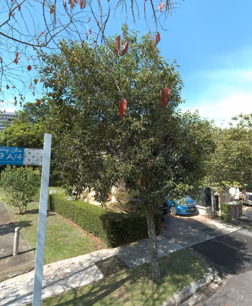tree photo