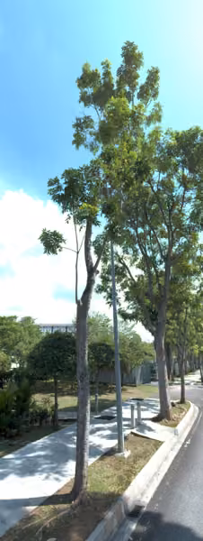 tree photo