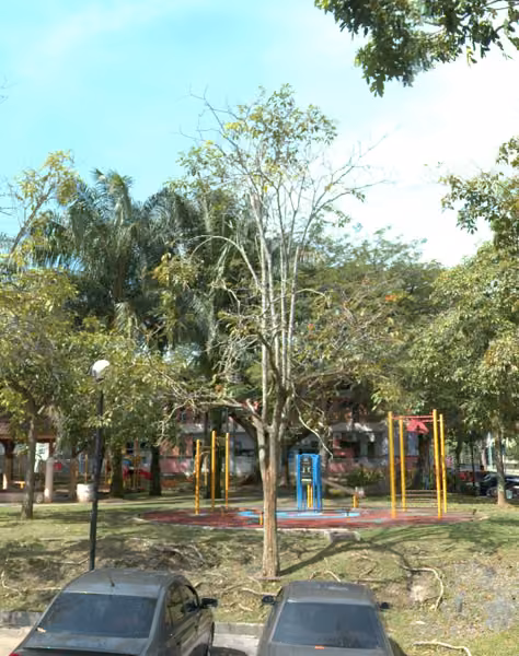 tree photo
