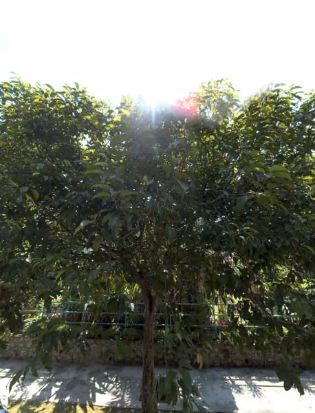 tree photo
