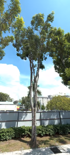 tree photo