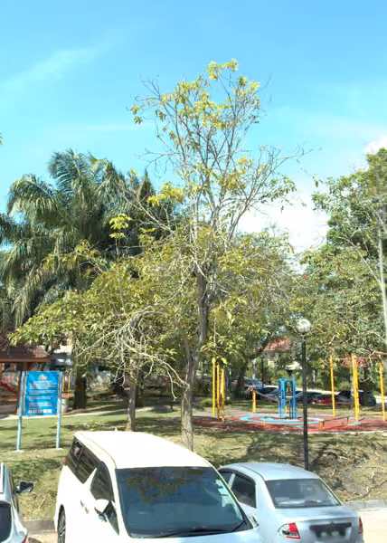 tree photo